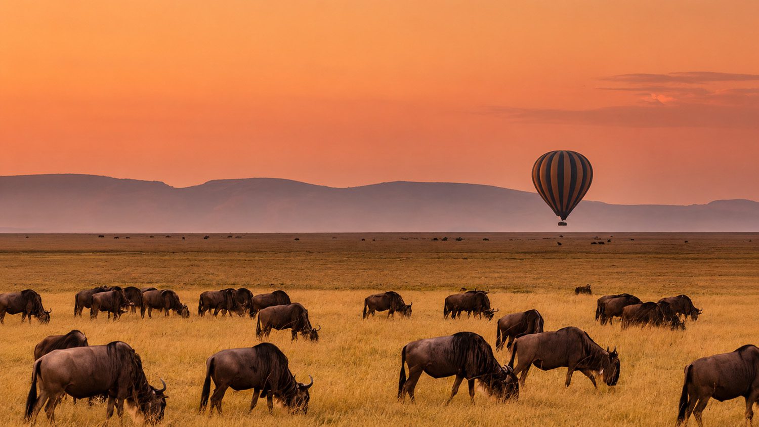 Wildebeest Migration Year Long Seasonal Affari