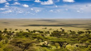serengeti real