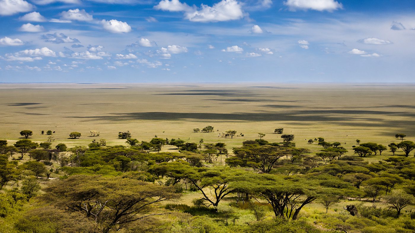 serengeti real