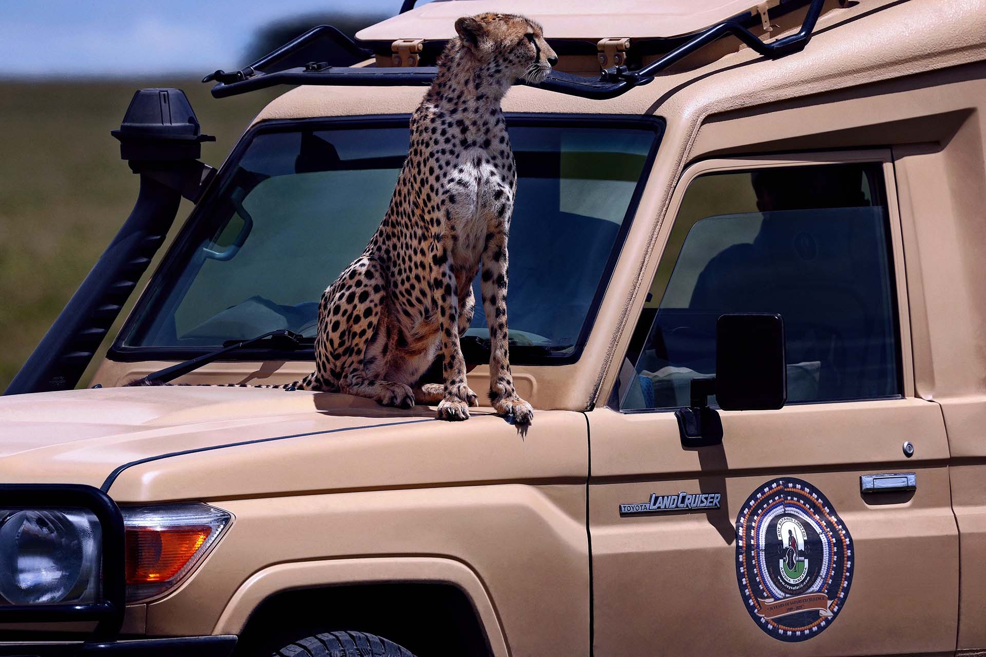 Cheetah on top of Roy Safaris Tour Van