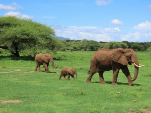 Elephants Serengeti