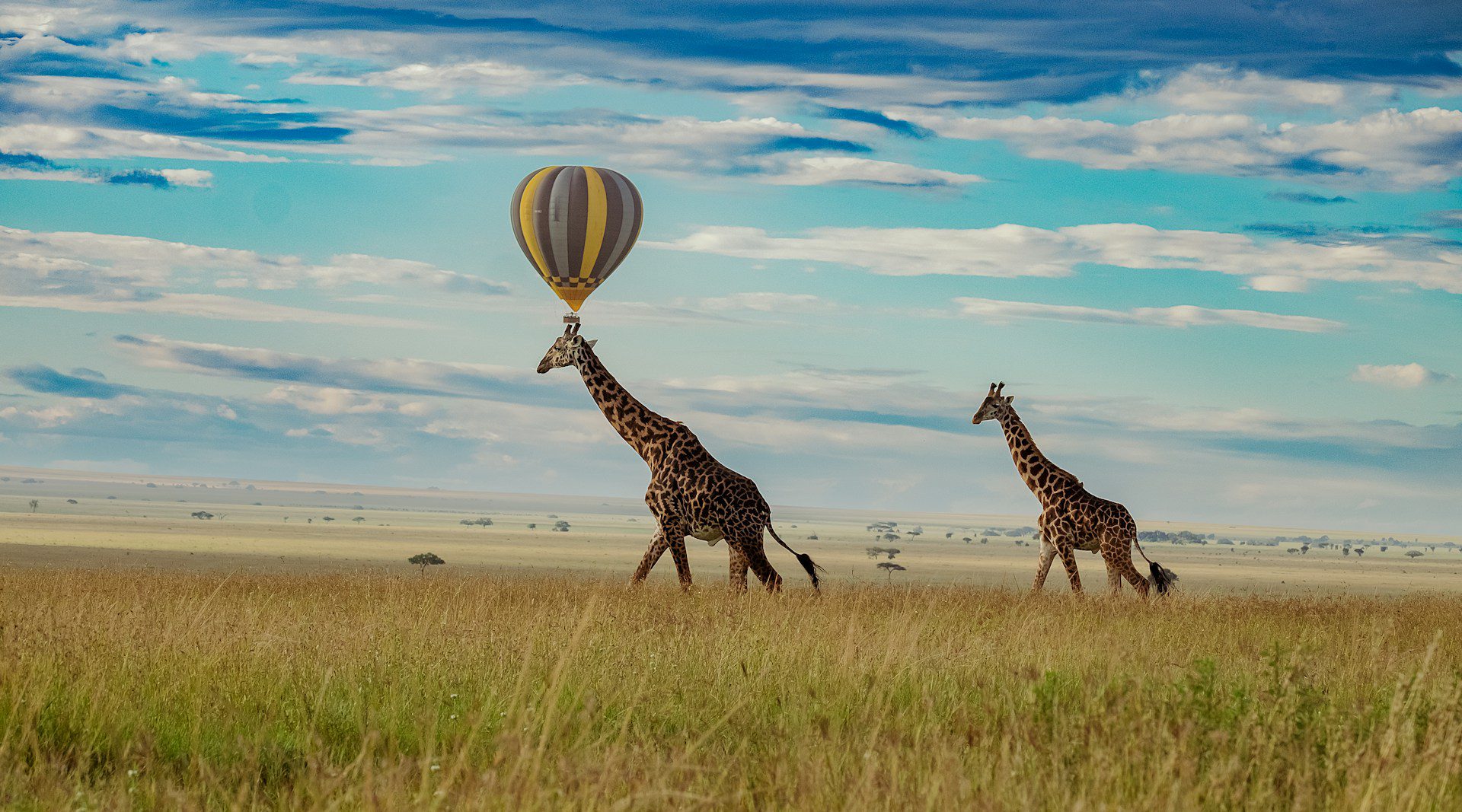 Girraffe in the Serengeti