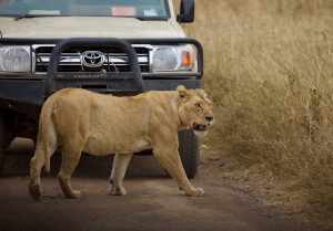 Lion Serengeti