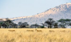 Serengeti Plains