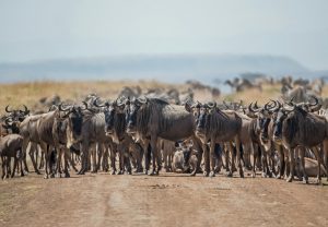 Wildebeest Wiaitng