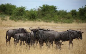 Wildebeeste in the Savannah