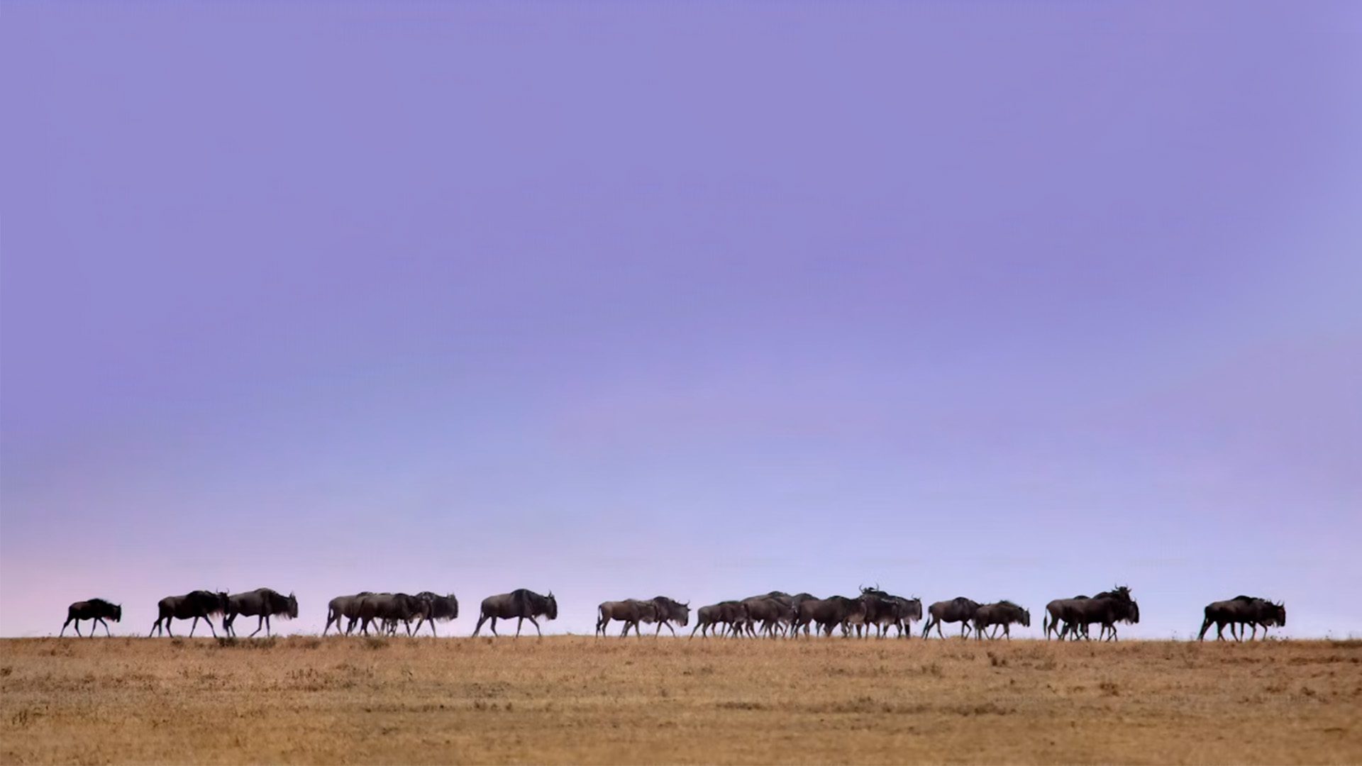 Wildebeeste on the Serengeti Plains