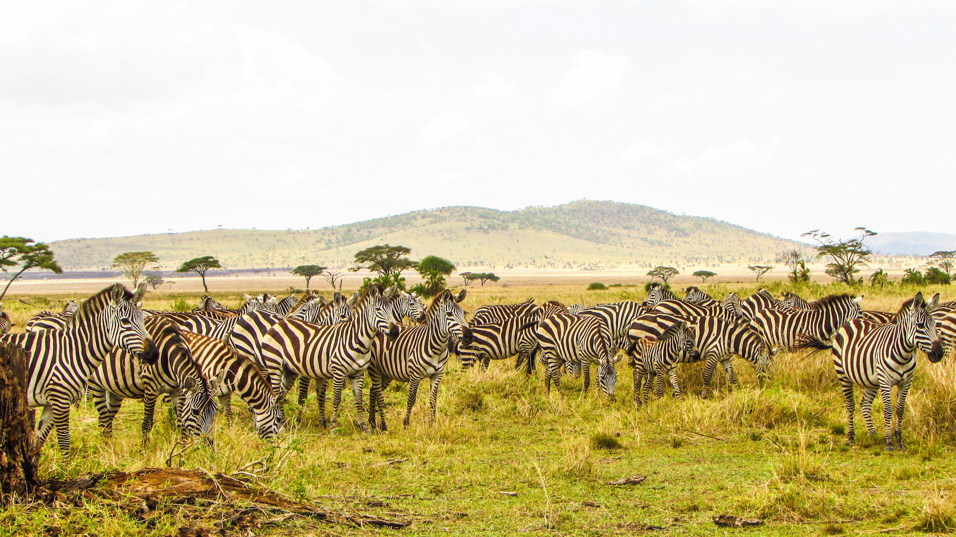 Zebras Serengeti