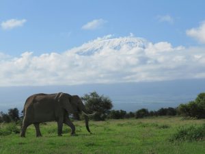 amboseli national park elephant