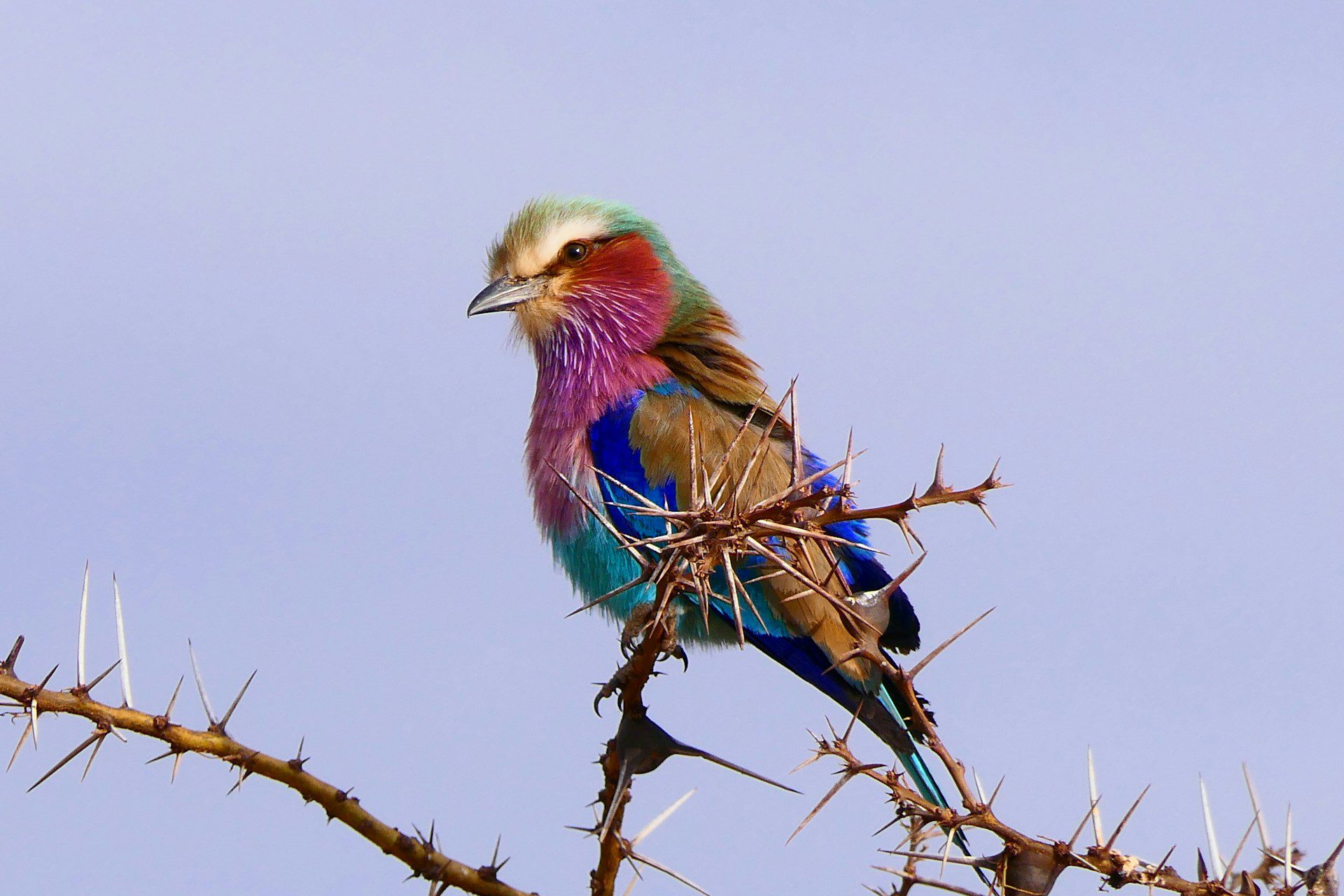Tanzania in April