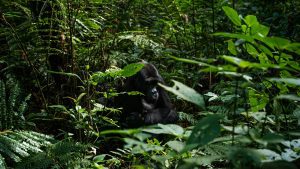 bwindi impenetrable gorilla