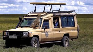 cheetah on top of a van