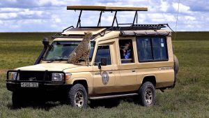 cheetah on top of a van