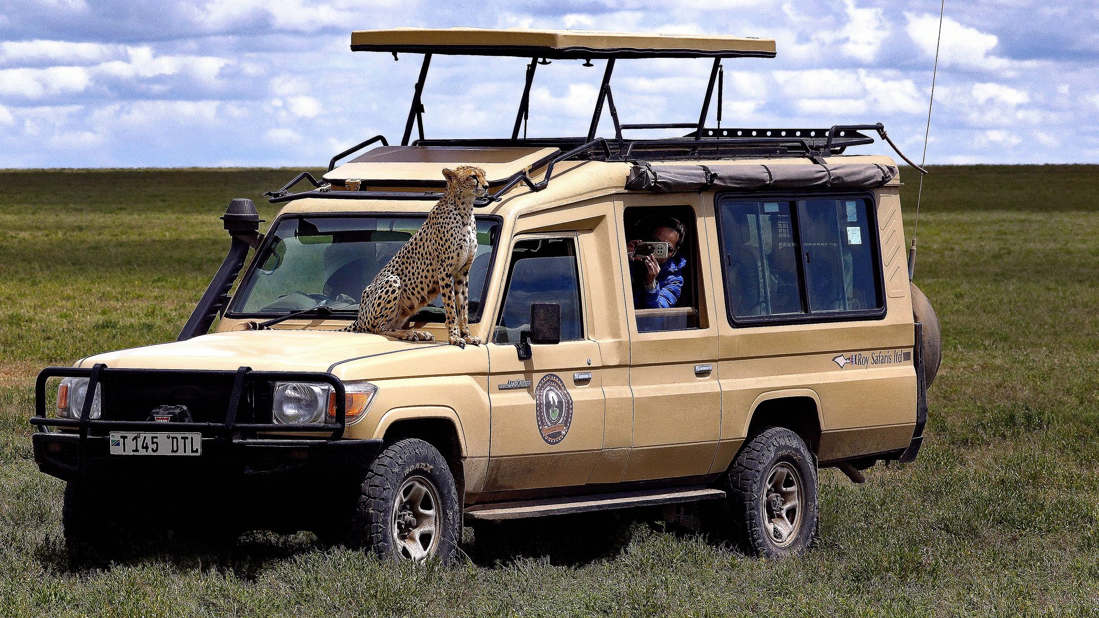 cheetah on top of a van