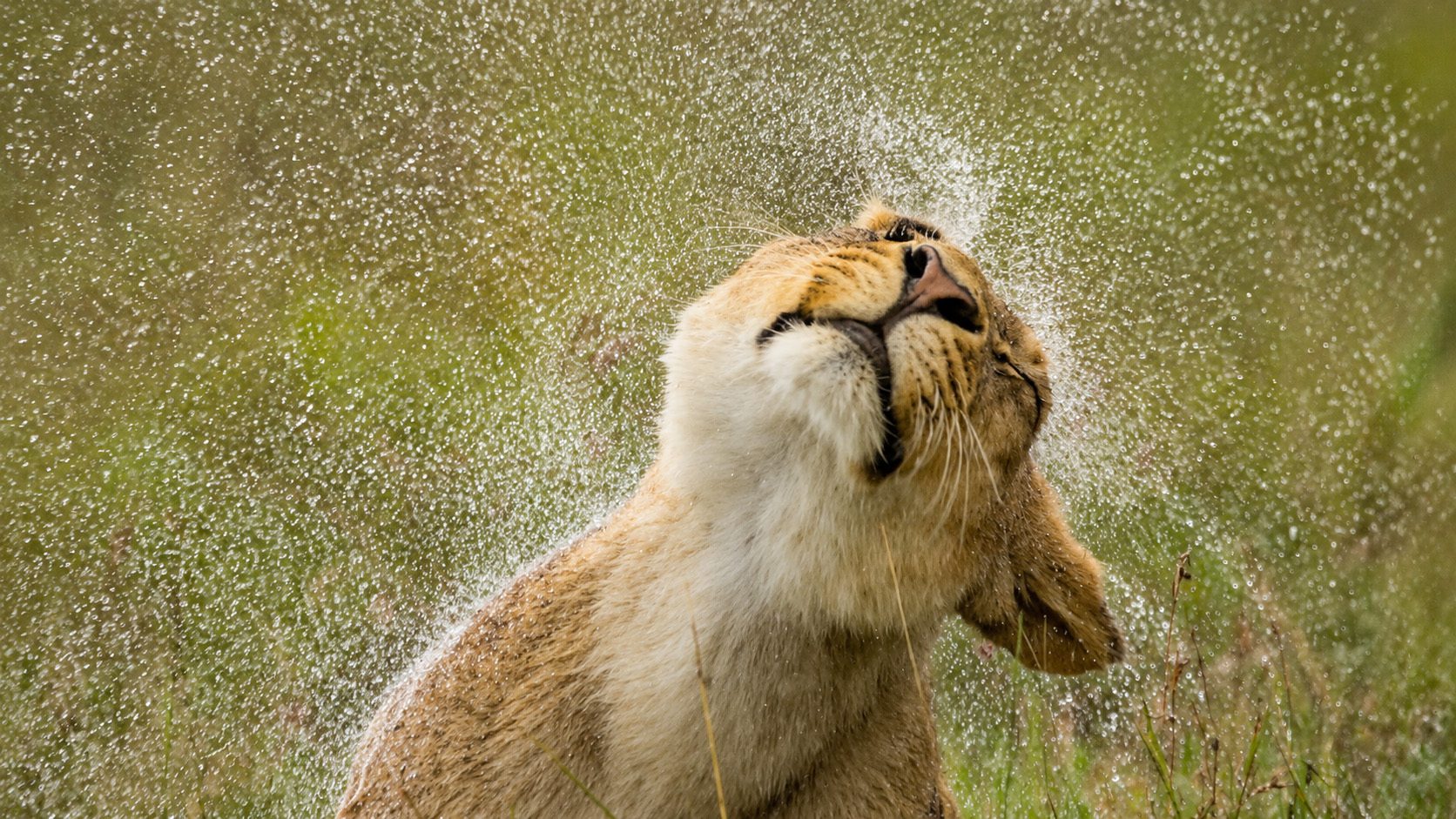 cub in the rain