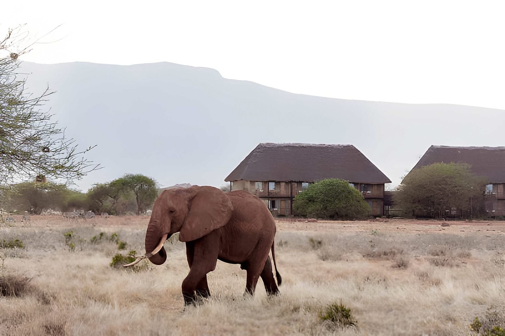 elephant near a lodge