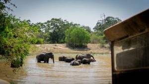 elephants playing in the water