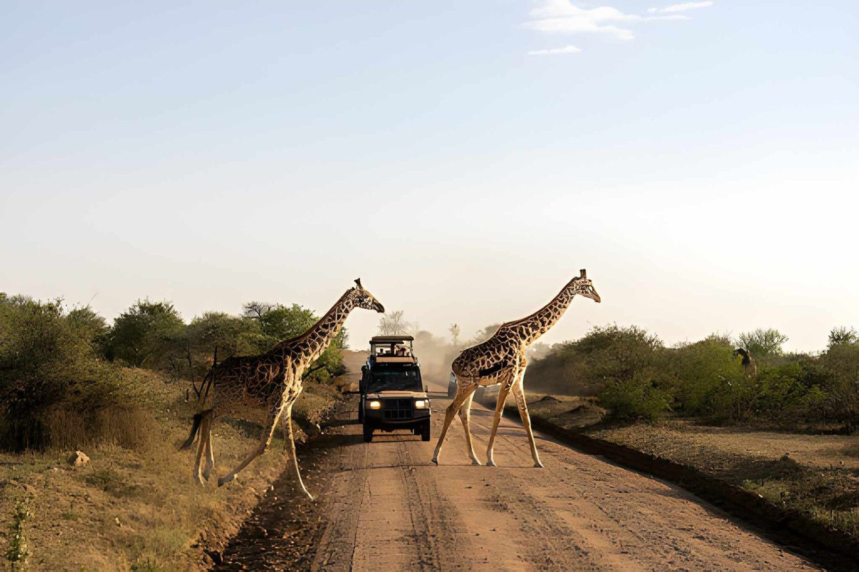 giraffe crossing the road
