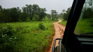 green safari path