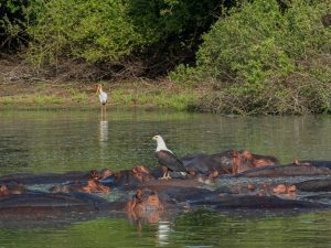 hippos at nyerere national park