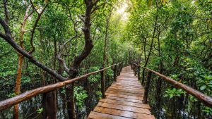 jozani chwaka forest