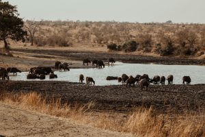kruger national park