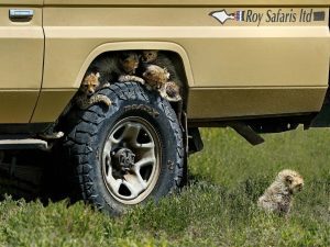 lion cubs under Roy Safaris Safari Vehicle