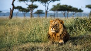 lion in the serengeti
