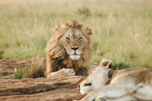 lion serengeti