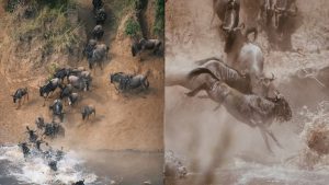 mara river crossing