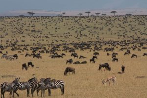 masai mara national park