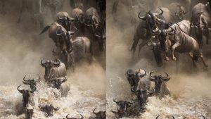 migration July