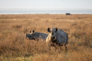 rhinos ngorongoro crater