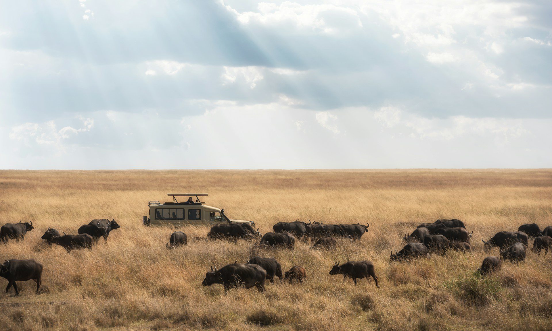 serengeti safari tour van