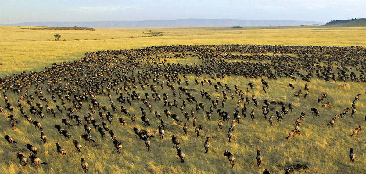 wildebeest in the serengeti
