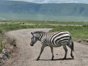 zebra in the ngorongoro