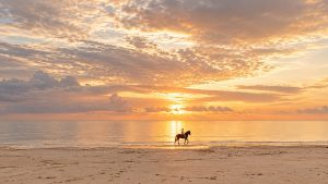 Lone Rider on a Golden Beach Unguja Zanzibar