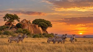 Zebra Herd Beneath the Sunset Kopje