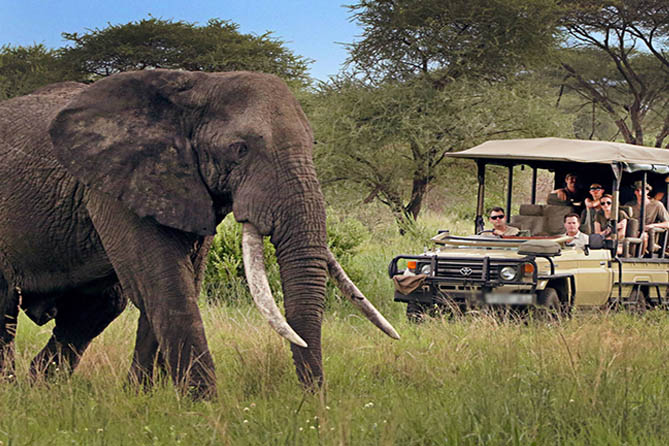 best safari company in tanzania