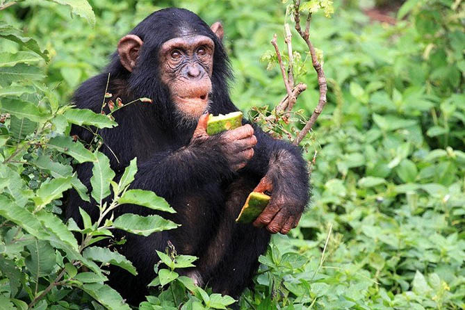 Gombe Stream National Park