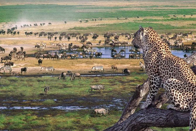 Ngorongoro Conservation Area Authority