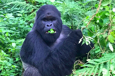 Rwanda