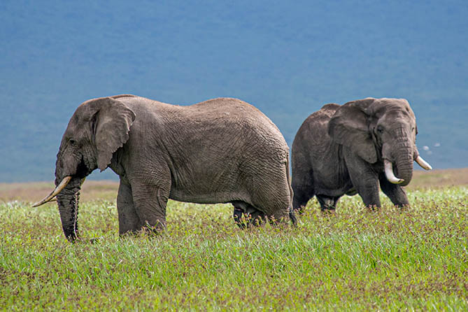 RS-105 4 Nights / 5 Days Safari. Tarangire, Ngorongoro Crater & Serval Wildlife Sanctuary.