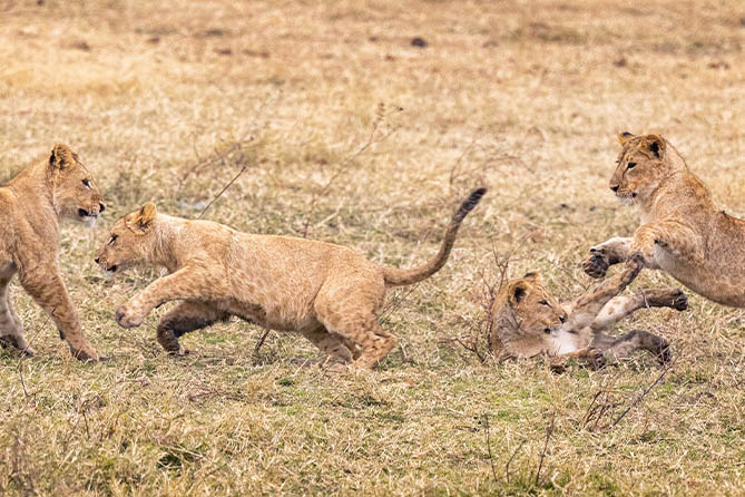 RS-107 6 Nights / 7 Days Hakuna Matata Safari. Arusha, Tarangire, Serengeti & Ngorongoro.