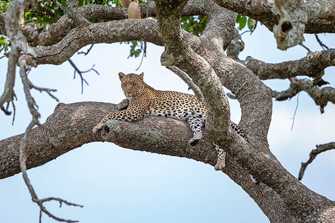 RS-108D 7 Nights / 8 Days Majestic Tanzania Safari. Tarangire, Serengeti, Ngorongoro & All Driving Safari.