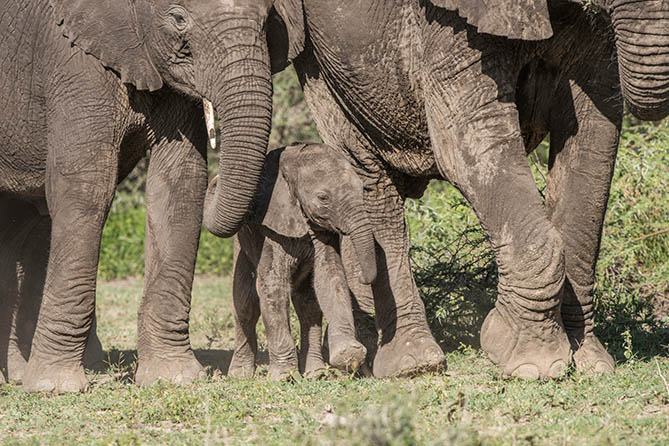 RS-108F 7 Nights / 8 Days Majestic Tanzania Safari. Tarangire, Serengeti, Ngorongoro & (Drive In, Fly Out).