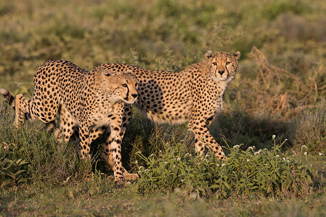 RS-109 8 Nights / 9 Days Circle Of Life Safari