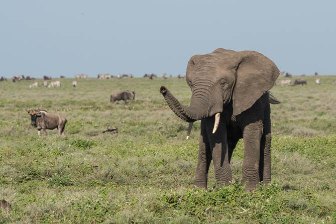 RS-109D 8 Nights / 9 Days Majestic Tanzania Safari
