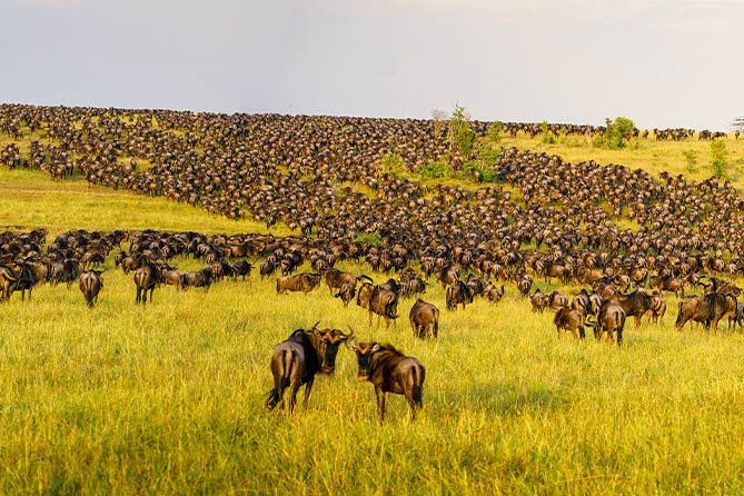 RS-110 9 Nights / 10 Days Migration Safari
