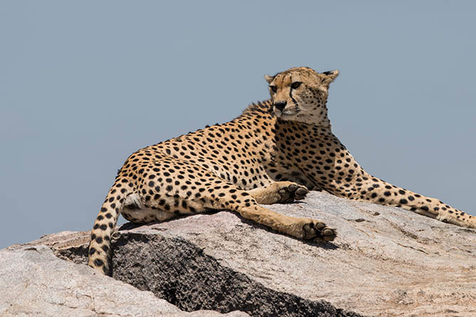 RS-206 5 Nights / 6 Days Kilimanjaro Safari